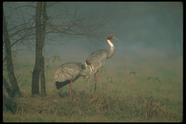 289024 Sarus Cranes, In Fog A4 Photo Print