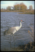 289025 Lesser Sandhill Crane A4 Photo Print
