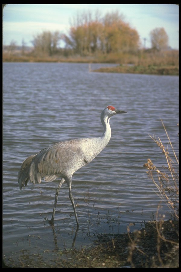 289025 Lesser Sandhill Crane A4 Photo Print
