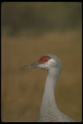 289026 Lesser Sandhill Crane A4 Photo Print