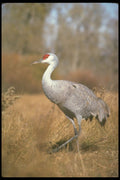 289027 Lesser Sandhill Crane A4 Photo Print