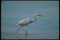289028 Reddish Egret, Fishing A4 Photo Print
