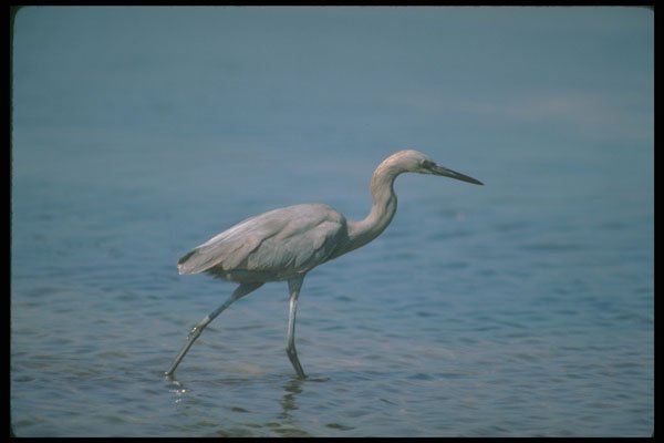289028 Reddish Egret, Fishing A4 Photo Print