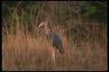 289029 Marabou Stork A4 Photo Print