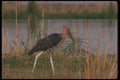 289030 Marabou Stork A4 Photo Print