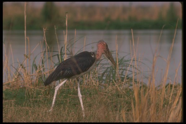 289030 Marabou Stork A4 Photo Print