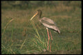 289031 Painted Stork A4 Photo Print