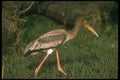 289032 Painted Stork A4 Photo Print