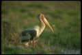 289033 Adult Painted Stork A4 Photo Print