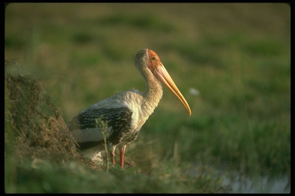 289033 Adult Painted Stork A4 Photo Print