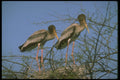 289034 Painted Storks In Nest A4 Photo Print