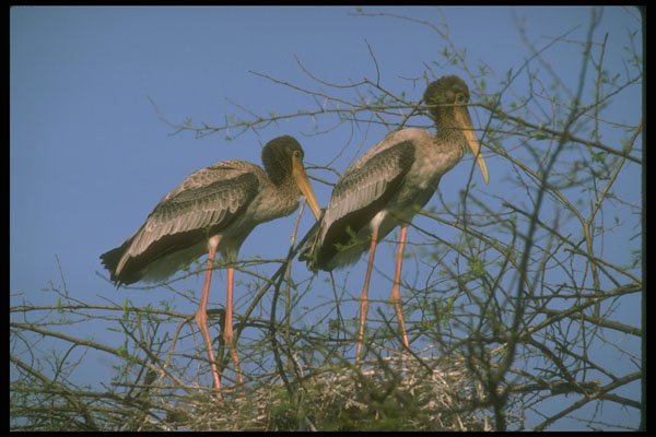 289034 Painted Storks In Nest A4 Photo Print