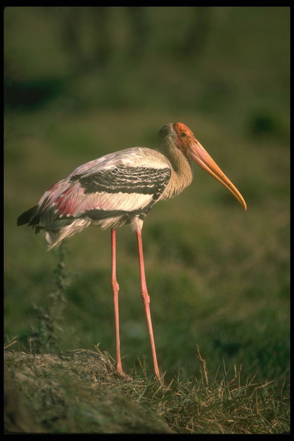 289035 Adult Painted Stork A4 Photo Print