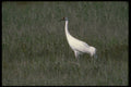 289036 Whooping Crane A4 Photo Print