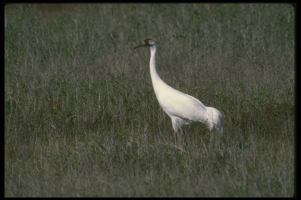 289036 Whooping Crane A4 Photo Print