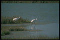 289037 Whooping Cranes A4 Photo Print