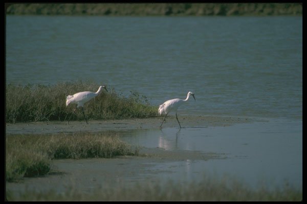 289037 Whooping Cranes A4 Photo Print