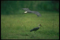 289038 Wooly necked Stork, In Flight A4 Photo Print
