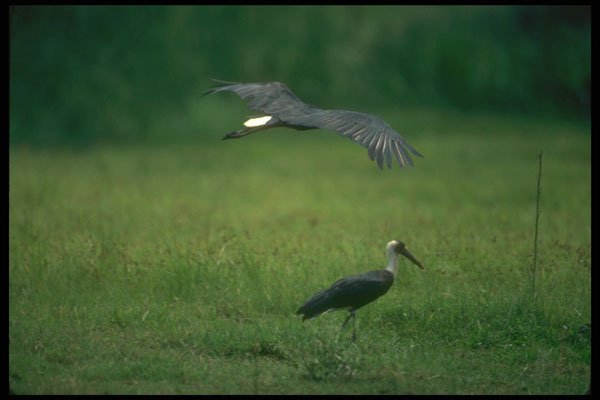 289038 Wooly necked Stork, In Flight A4 Photo Print