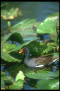289039 Common Gallinule A4 Photo Print