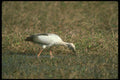 289040 Open billed Stork A4 Photo Print