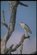 289041 Black crowned Night Heron A4 Photo Print