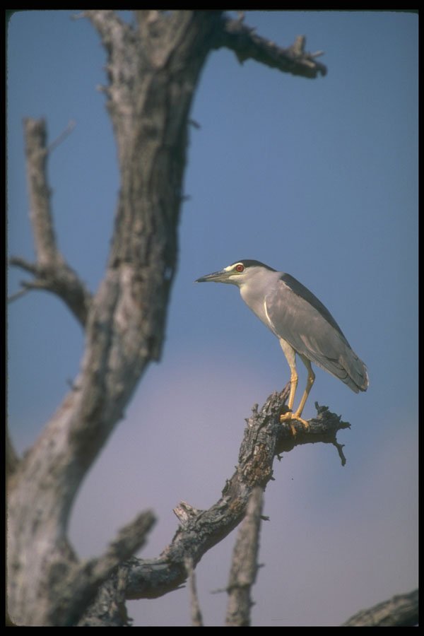 289041 Black crowned Night Heron A4 Photo Print
