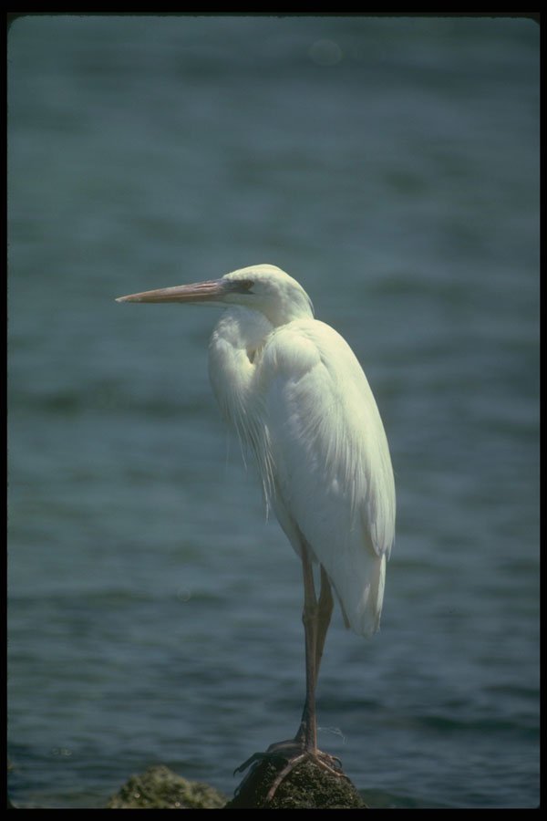 289042 Great White Heron A4 Photo Print