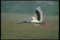 289043 Black necked Stork In Flight A4 Photo Print