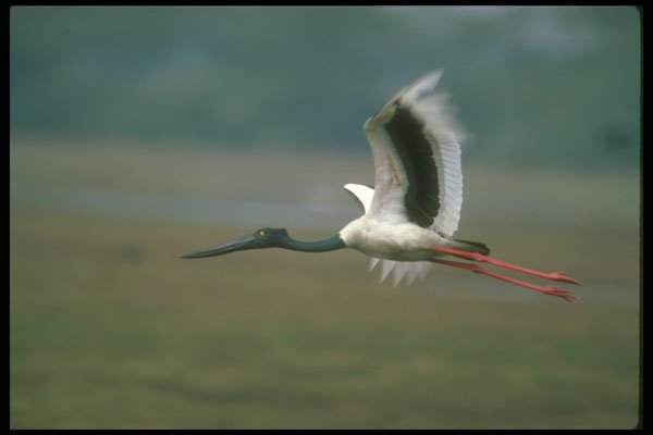 289043 Black necked Stork In Flight A4 Photo Print