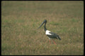 289044 Black necked Stork A4 Photo Print