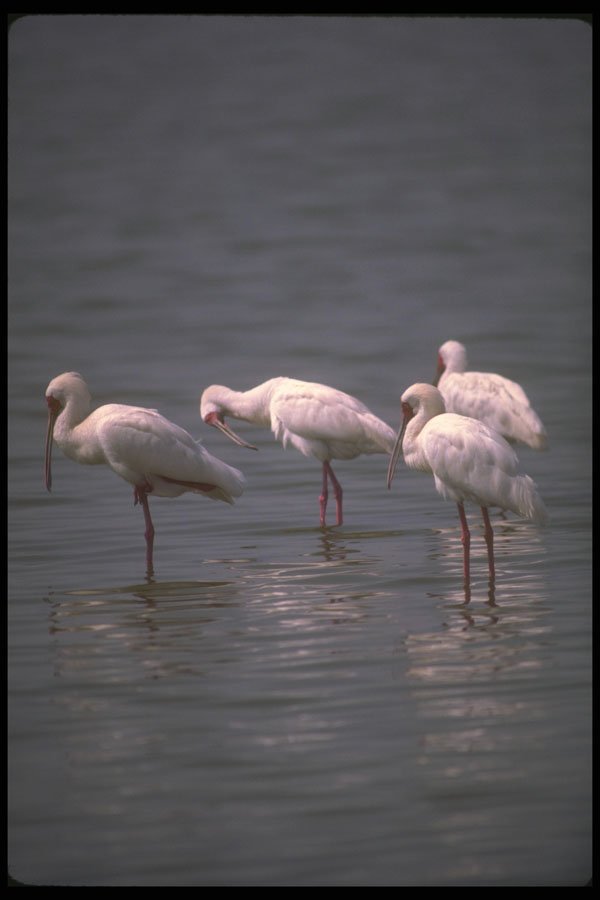 289045 African Spoonbills A4 Photo Print