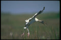 289046 Wood Stork, Landing A4 Photo Print