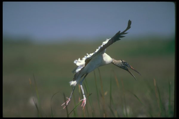 289046 Wood Stork, Landing A4 Photo Print