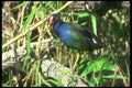 289047 Purple Gallinule A4 Photo Print
