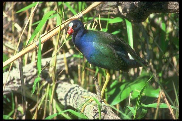 289047 Purple Gallinule A4 Photo Print