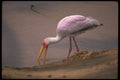 289048 Yellow billed Stork A4 Photo Print