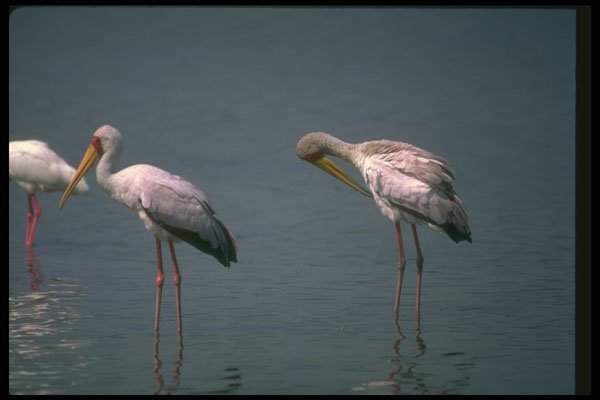 289049 Yellow billed Storks A4 Photo Print
