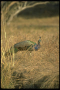 289050 Peacock A4 Photo Print
