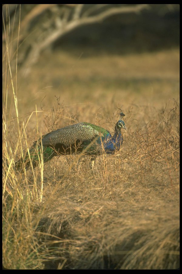 289050 Peacock A4 Photo Print