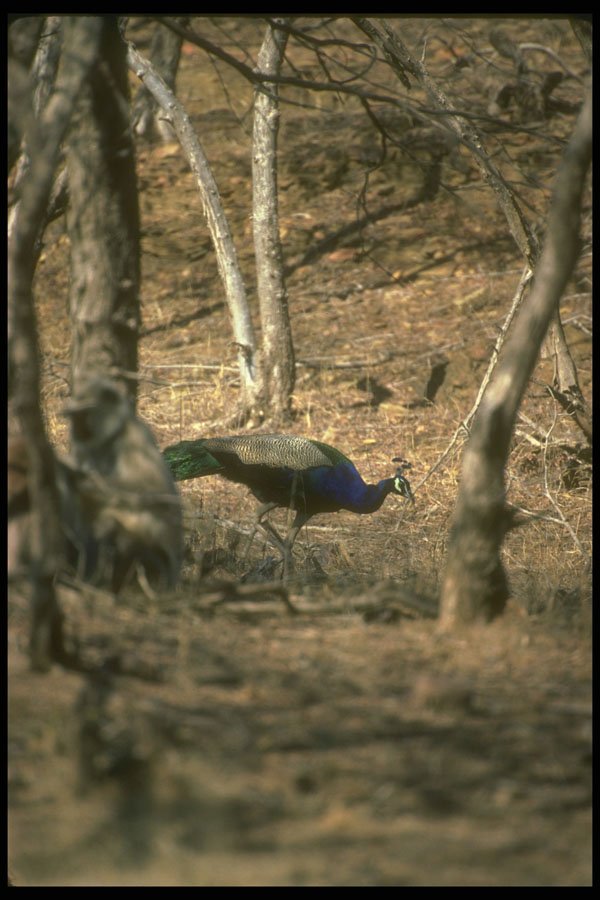 289051 Peacock A4 Photo Print