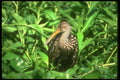 289052 Limpkin A4 Photo Print