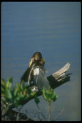 289053 Male Anhinga, Sunning A4 Photo Print