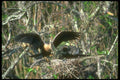 289054 Anhingas, Pair At Nest A4 Photo Print