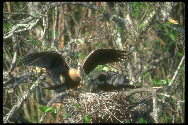 289054 Anhingas, Pair At Nest A4 Photo Print