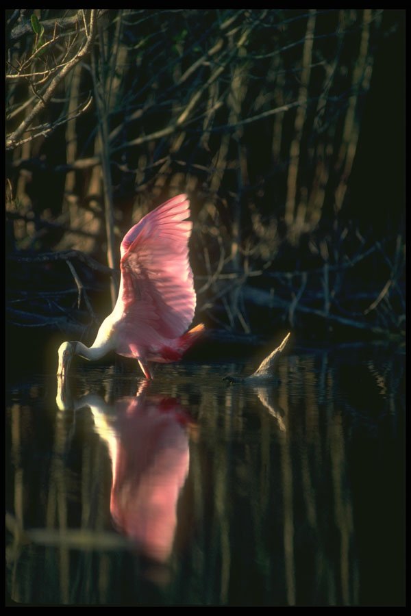 289055 Roseate Spoonbill, Fishing A4 Photo Print
