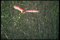 289056 Roseate Spoonbill, Landing A4 Photo Print