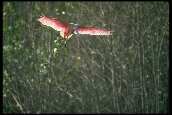 289056 Roseate Spoonbill, Landing A4 Photo Print