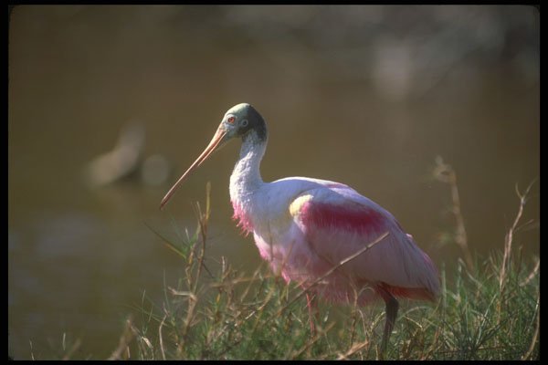 289057 Roseate Spoonbill A4 Photo Print