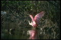 289058 Roseate Spoonbill, Fishing A4 Photo Print